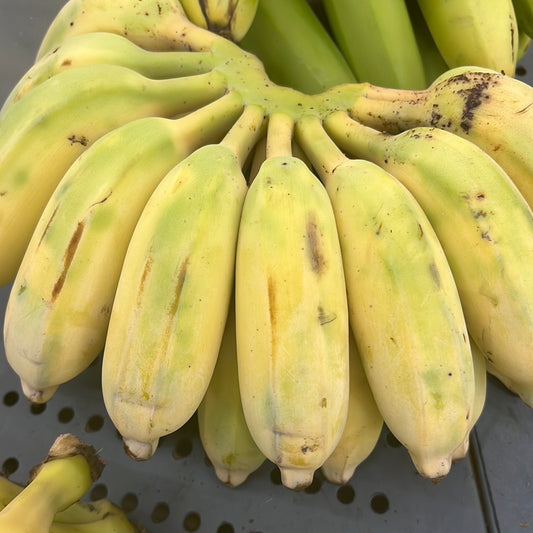 Banana Dondi Kg